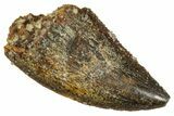 Serrated, Raptor Tooth - Real Dinosaur Tooth #275059-1